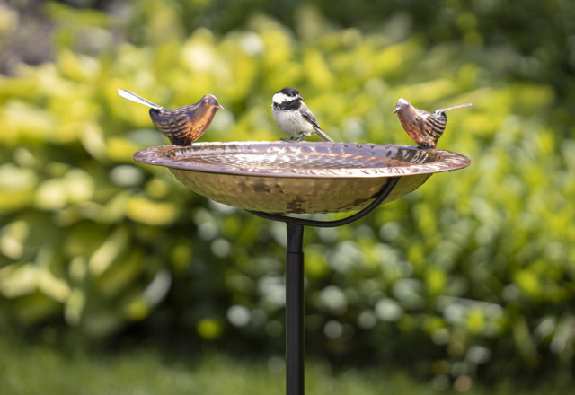 Top-Rated Birdbaths